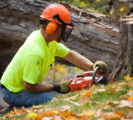 tree services Rincon